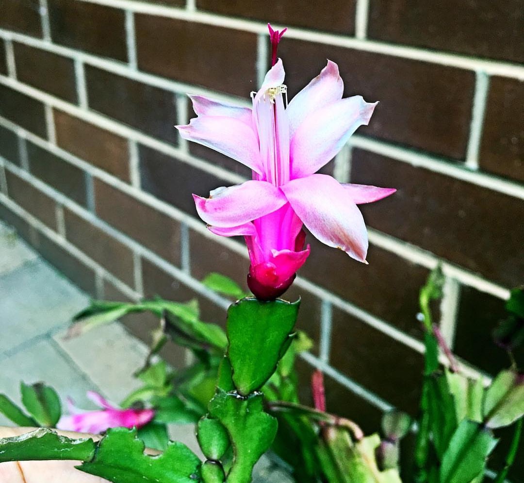 封闭阳台最适合养的“4种花”，两盆就能打造出漂亮的“小花园”