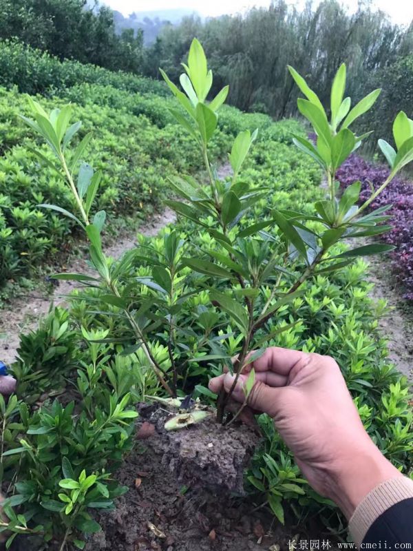 耐阴的爬藤花_花卉耐阴爬藤有那些品种_耐阴的爬藤花卉有哪些