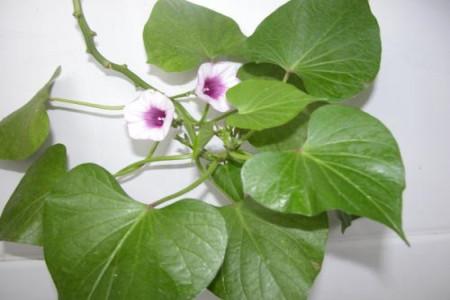 番薯会开花吗_红薯开花会影响产量吗_番薯开的花叫什么花