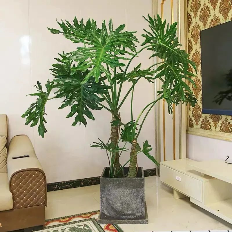 养绿植适合家里养的植物_家里适合养哪些绿植_养绿植适合家里养吗