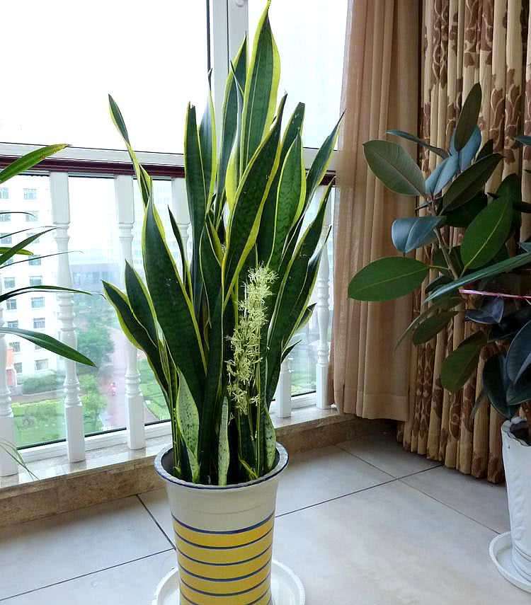 养绿植适合家里养的植物_家里适合养哪些绿植_养绿植适合家里养吗