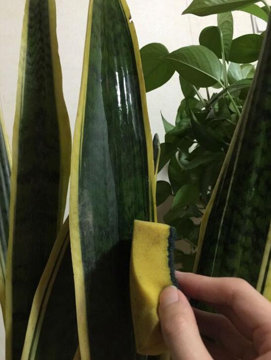 养绿植适合家里养的植物_家里适合养哪些绿植_养绿植适合家里养吗