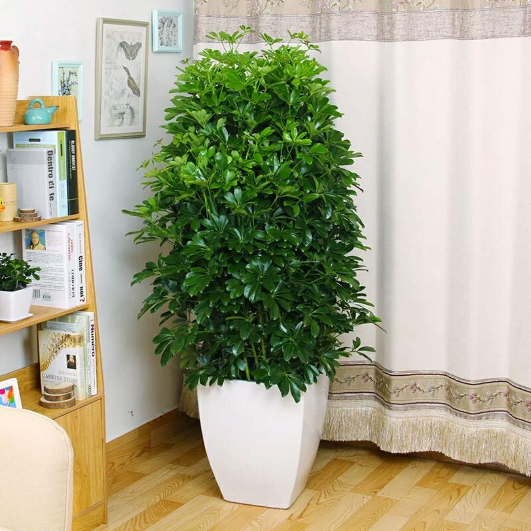 家里适合养哪些绿植_养绿植适合家里养的植物_养绿植适合家里养吗