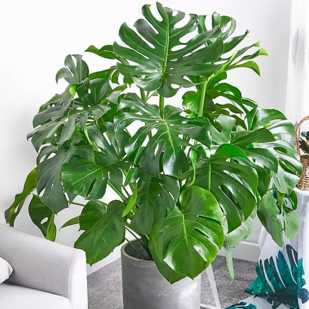 养绿植适合家里养的植物_养绿植适合家里养吗_家里适合养哪些绿植