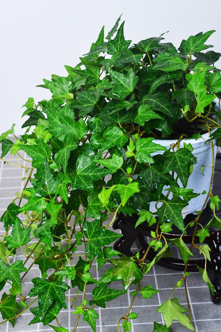 养绿植适合家里养吗_家里适合养哪些绿植_养绿植适合家里养的植物