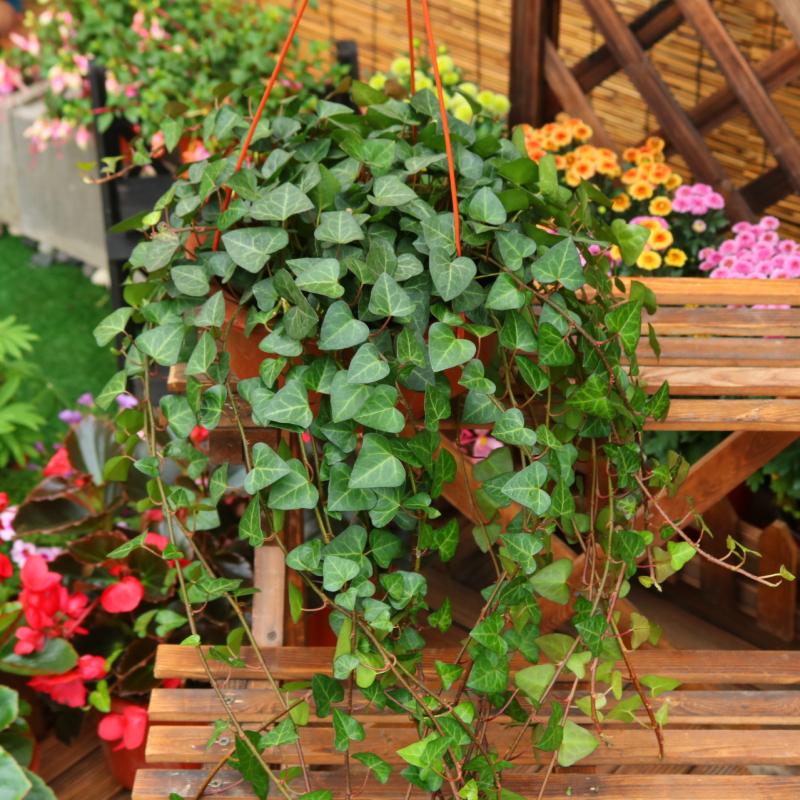 养绿植适合家里养的植物_养绿植适合家里养吗_家里适合养哪些绿植
