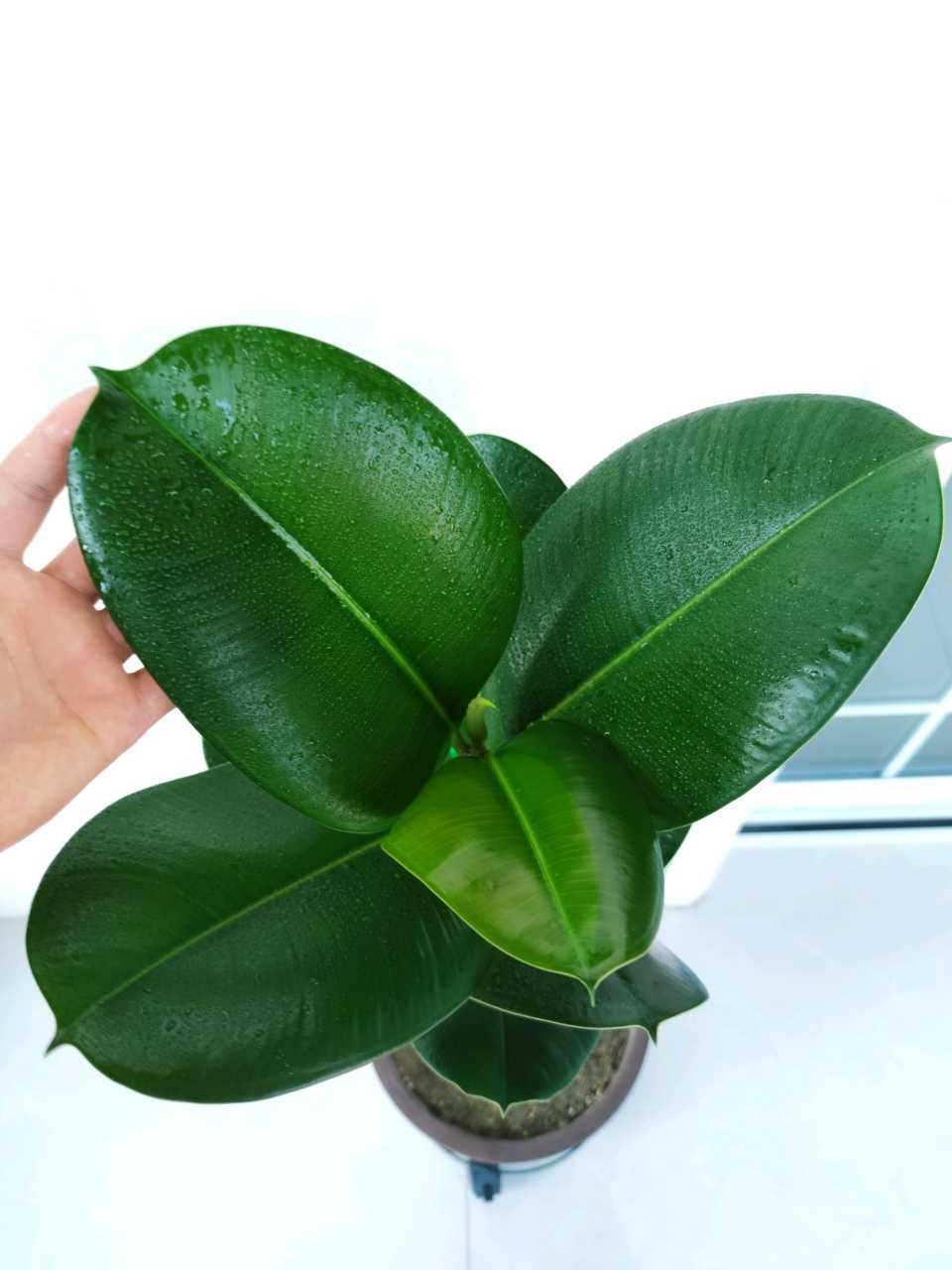 家里适合养哪些绿植_养绿植适合家里养的植物_养绿植适合家里养吗