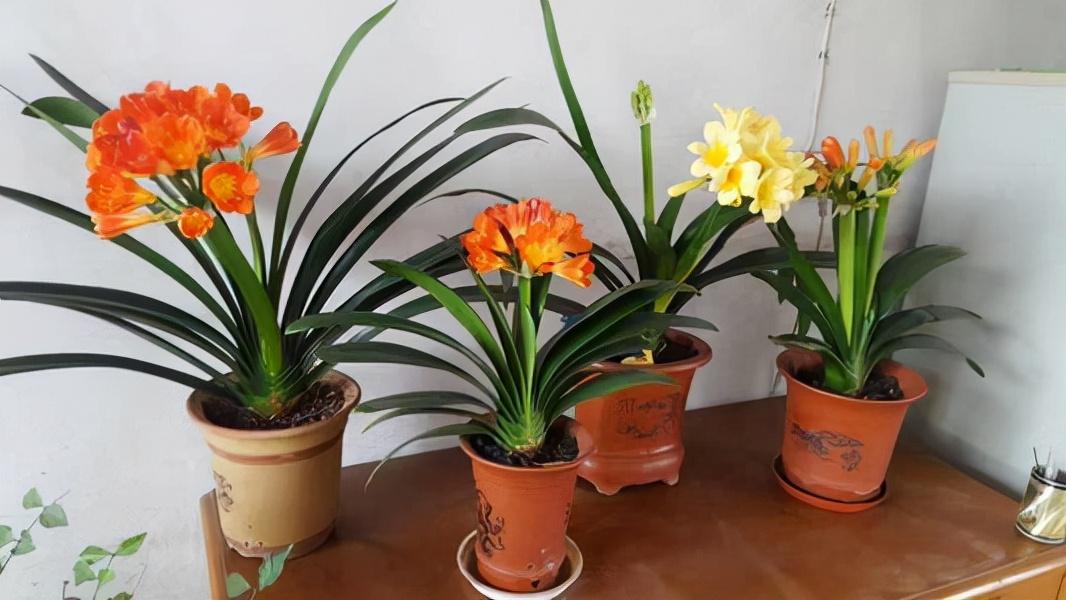 家里适合养哪些绿植_养绿植适合家里养吗_养绿植适合家里养的植物
