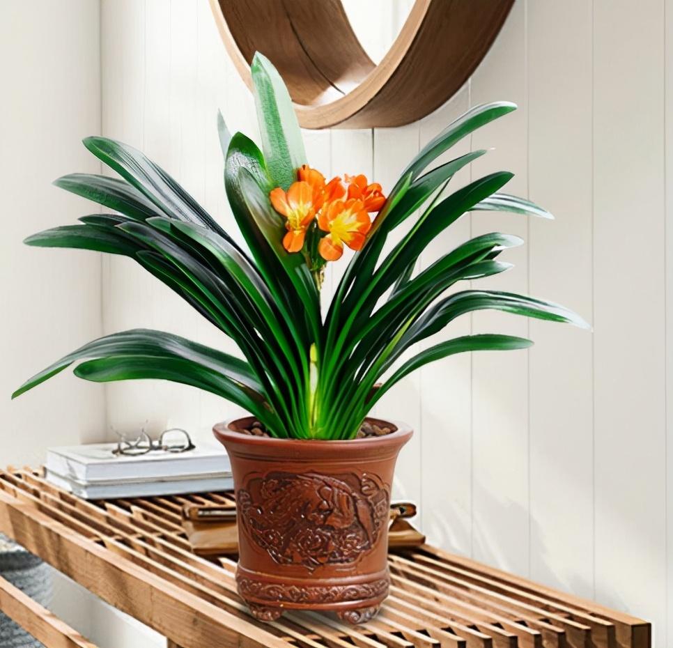 养绿植适合家里养的植物_家里适合养哪些绿植_养绿植适合家里养吗