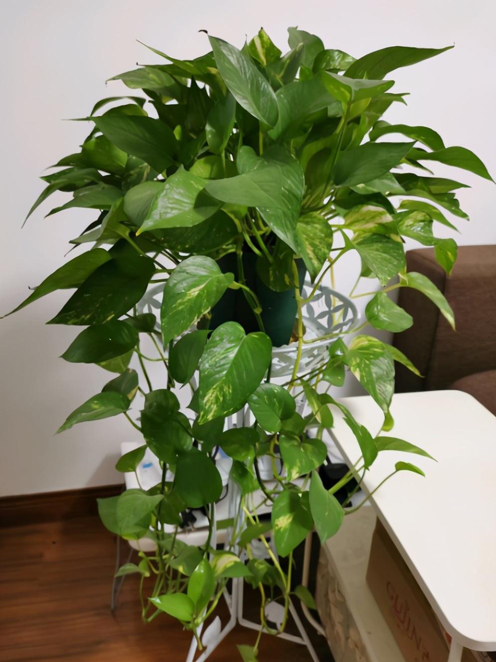 给绿植施肥_怎么给绿植施肥_一般给绿植施肥怎么施肥法