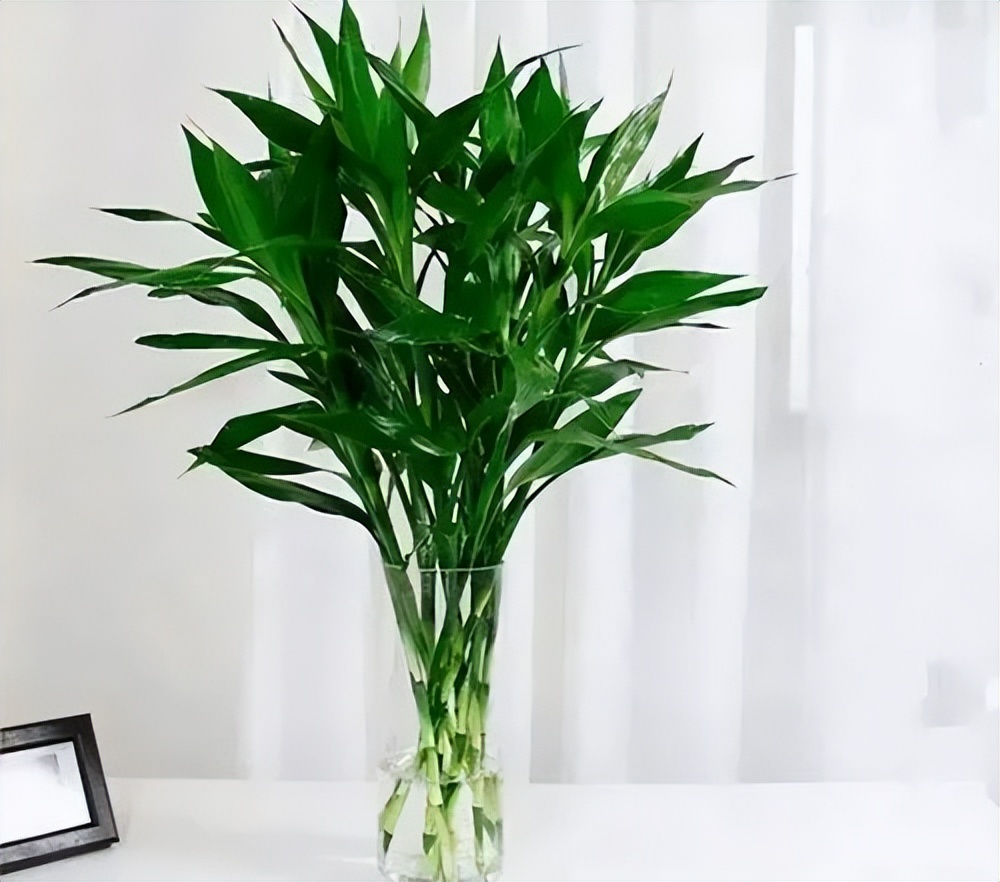 养绿植适合家里有蚊子吗_养绿植适合家里有什么植物_适合养家里的绿植有哪些