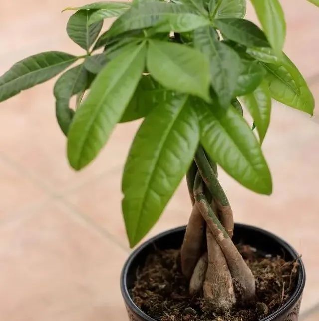 室内盆栽摆放_盆栽室内养适合放好的植物_哪些盆栽适合放室内 且好养