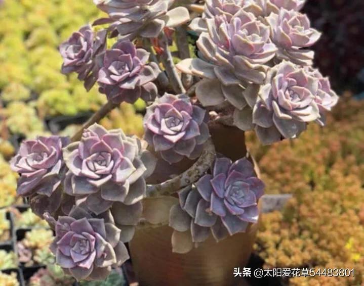 荷花多肉好养吗_荷花多肉容易徒长吗_多肉植物荷花好养吗