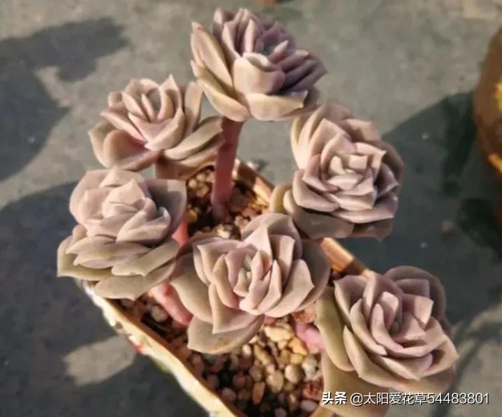荷花多肉容易徒长吗_多肉植物荷花好养吗_荷花多肉好养吗