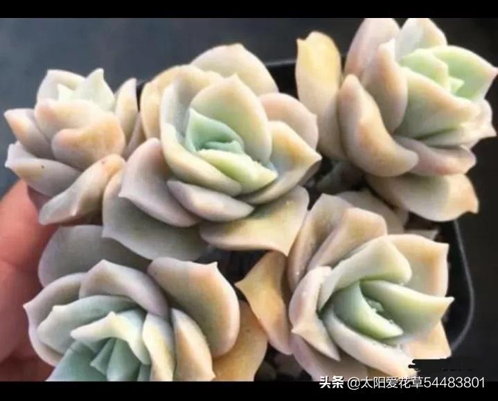 荷花多肉好养吗_多肉植物荷花好养吗_荷花多肉容易徒长吗