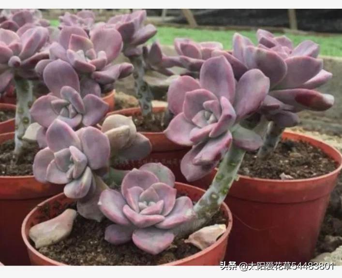 荷花多肉容易徒长吗_荷花多肉好养吗_多肉植物荷花好养吗