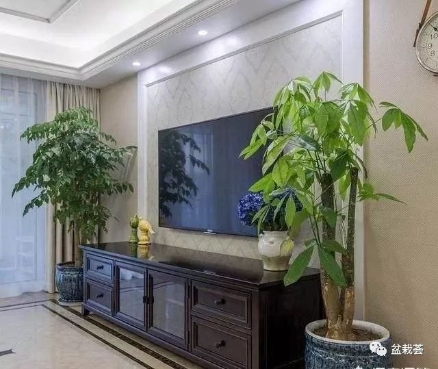 客厅电视背景墙放什么绿植_电视客厅背景墙绿植放什么好看_电视客厅背景墙绿植放哪里好