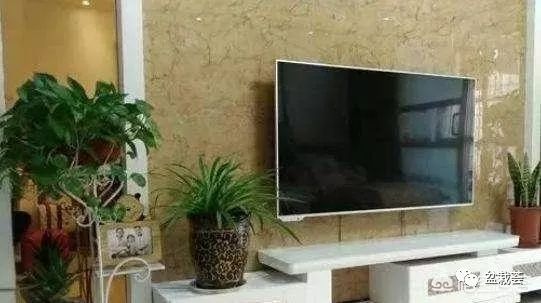 电视客厅背景墙绿植放哪里好_客厅电视背景墙放什么绿植_电视客厅背景墙绿植放什么好看