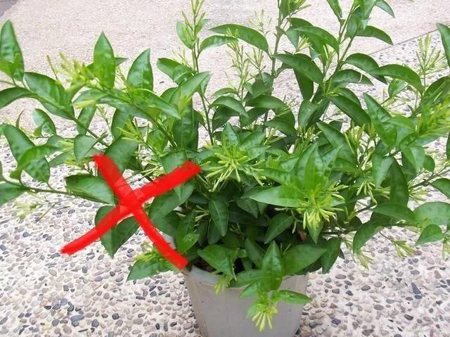 家养盆栽花卉_花卉盆栽家庭推荐图_家庭盆栽花卉推荐