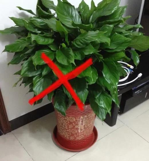 家庭盆栽花卉推荐_家养盆栽花卉_花卉盆栽家庭推荐图