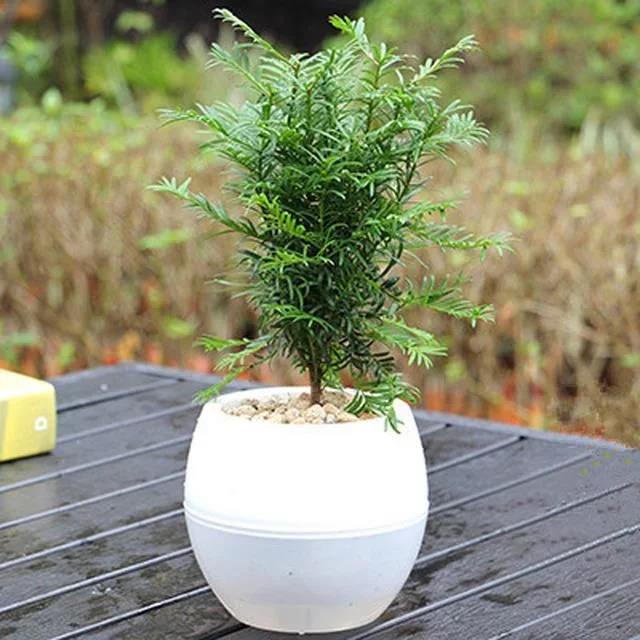 家庭盆栽花卉推荐_花卉盆栽家庭推荐图_家养盆栽花卉