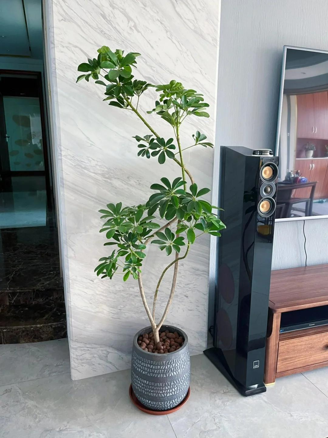 适合在客厅养的绿植有哪些_客厅养绿植适合有什么花_客厅养绿植适合有什么植物