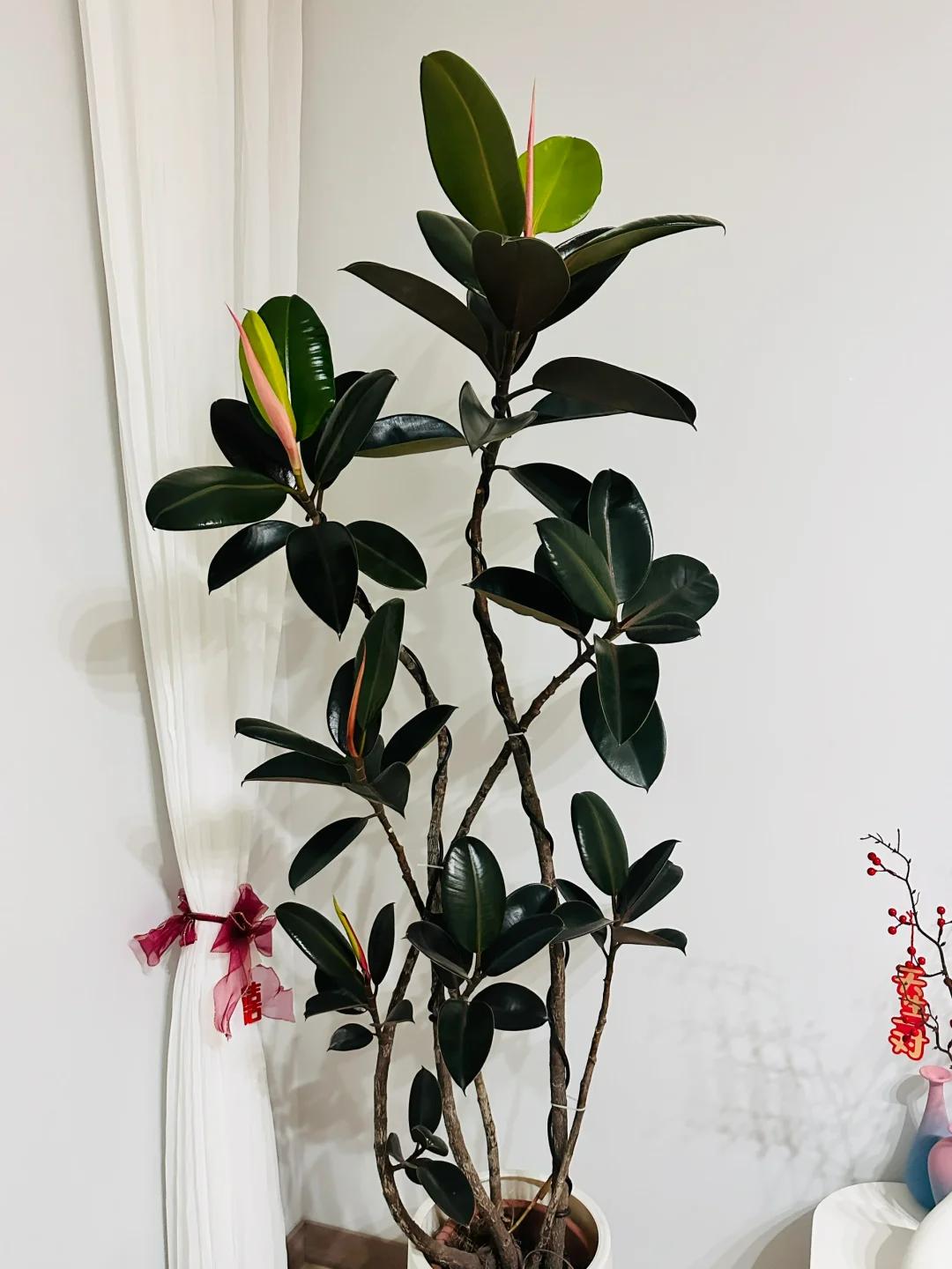 客厅养绿植适合有什么花_适合在客厅养的绿植有哪些_客厅养绿植适合有什么植物