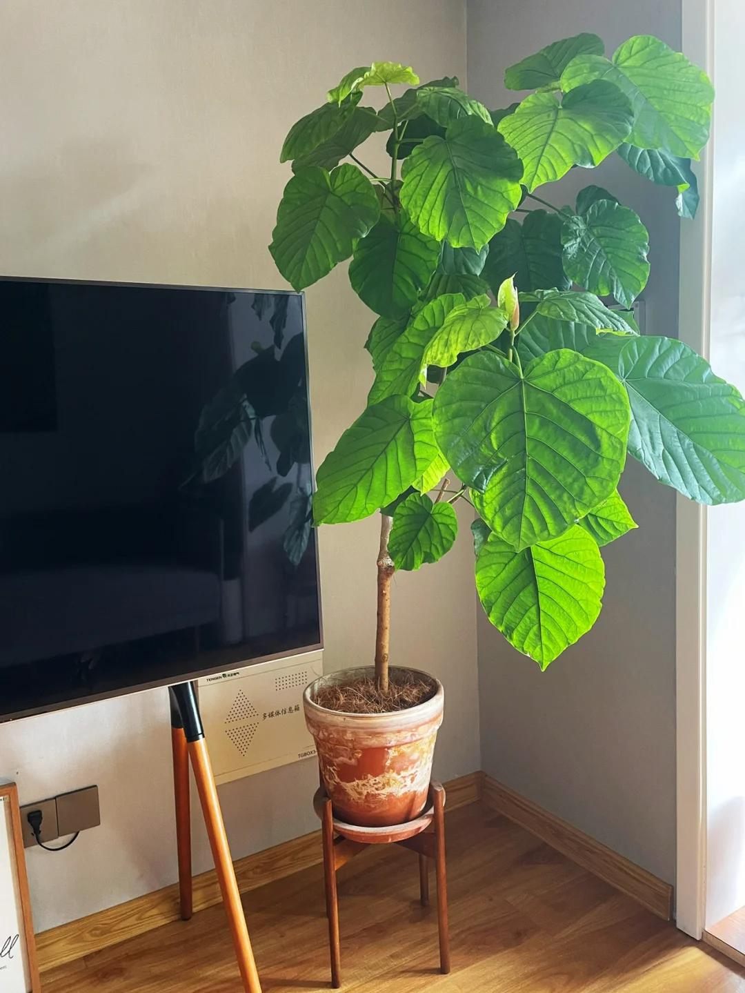 适合在客厅养的绿植有哪些_客厅养绿植适合有什么花_客厅养绿植适合有什么植物
