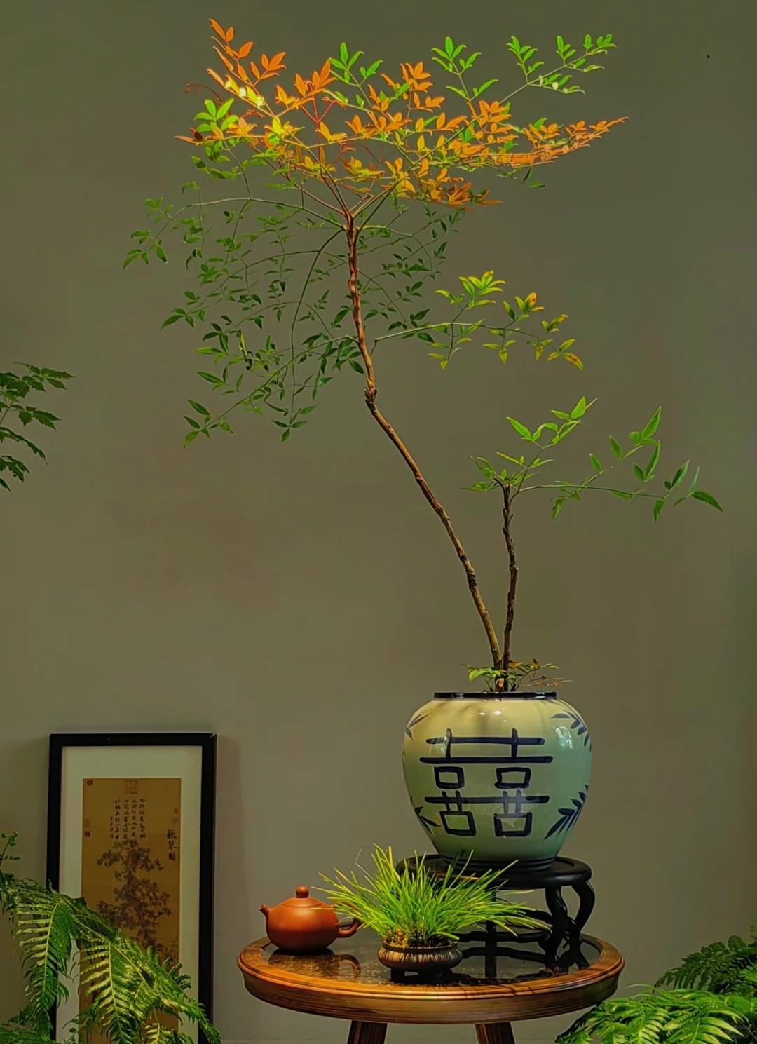 客厅养绿植适合有什么植物_适合在客厅养的绿植有哪些_客厅养绿植适合有什么花
