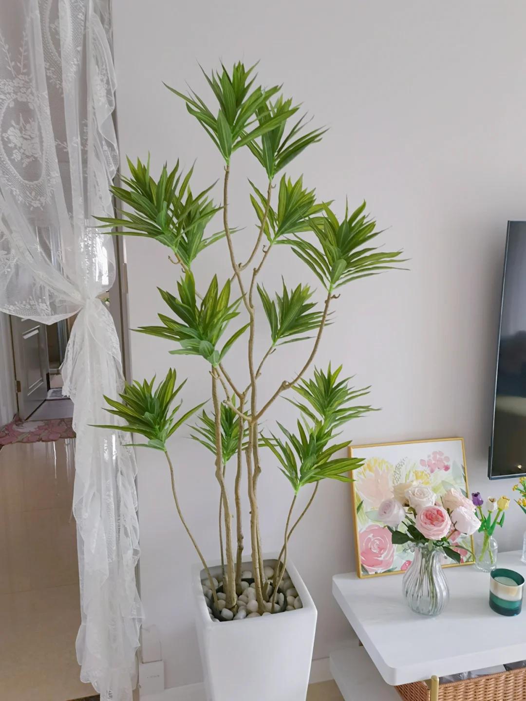 适合在客厅养的绿植有哪些_客厅养绿植适合有什么植物_客厅养绿植适合有什么花