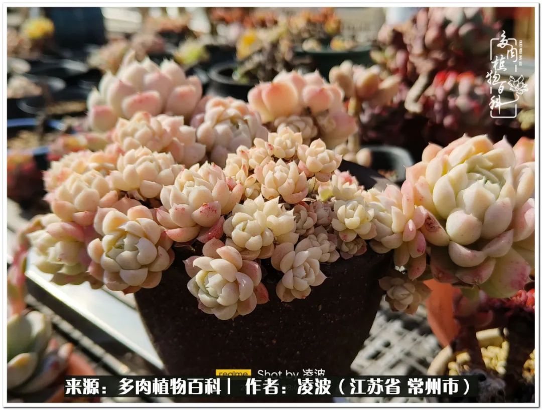 天鹅绒多肉好度夏吗_多肉天鹅绒好度夏吗_多肉天鹅绒度夏难吗