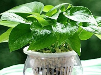 养植物家里会有蚂蚁怎么办_养植物家里有小飞虫_家里养什么植物最好