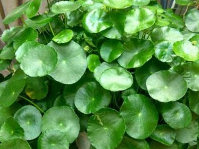 养植物家里会有蚂蚁怎么办_家里养什么植物最好_养植物家里有小飞虫