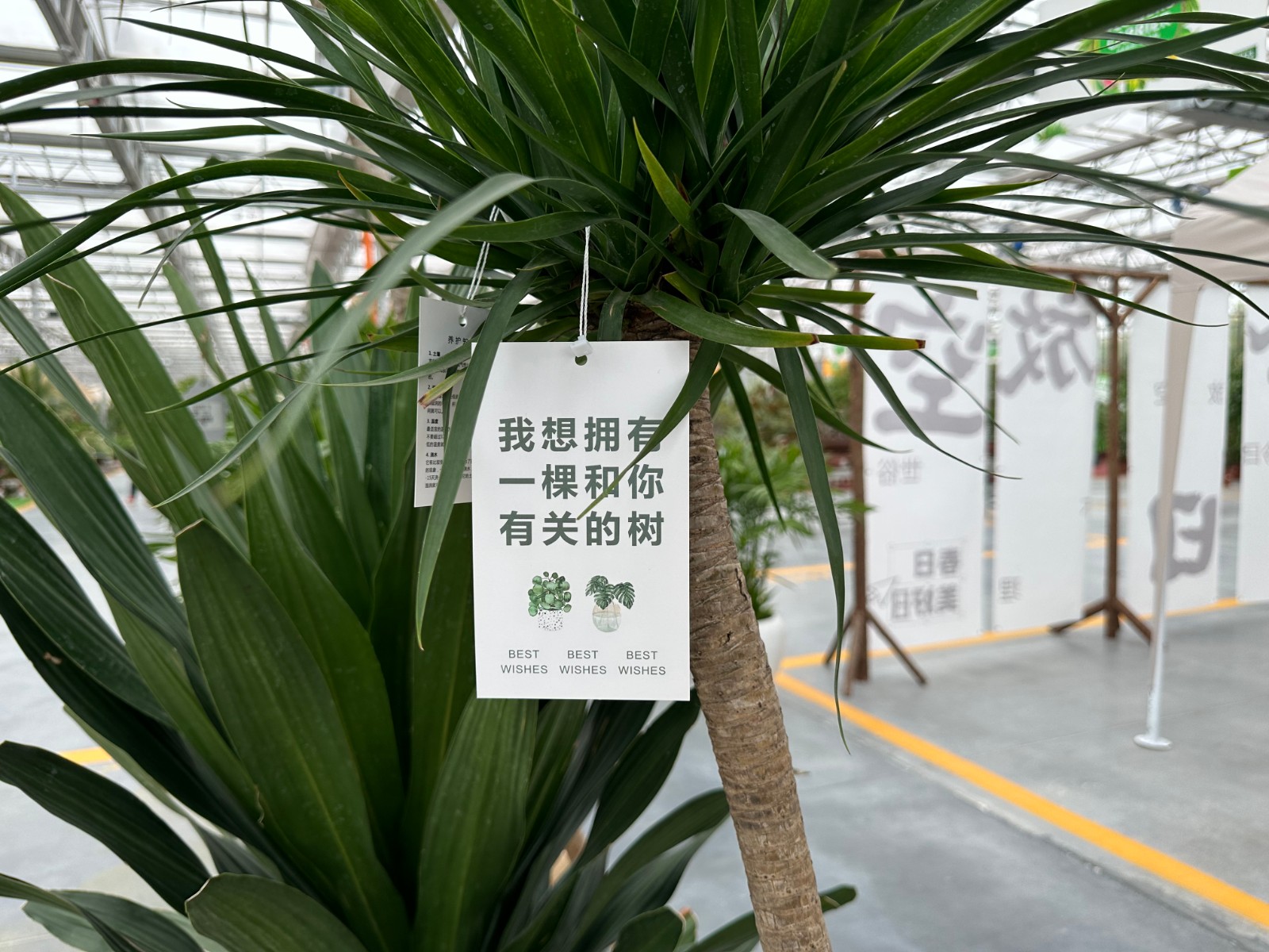 洛阳市花卉市场营业时间_洛阳花卉市场_洛阳花卉市场电话号码