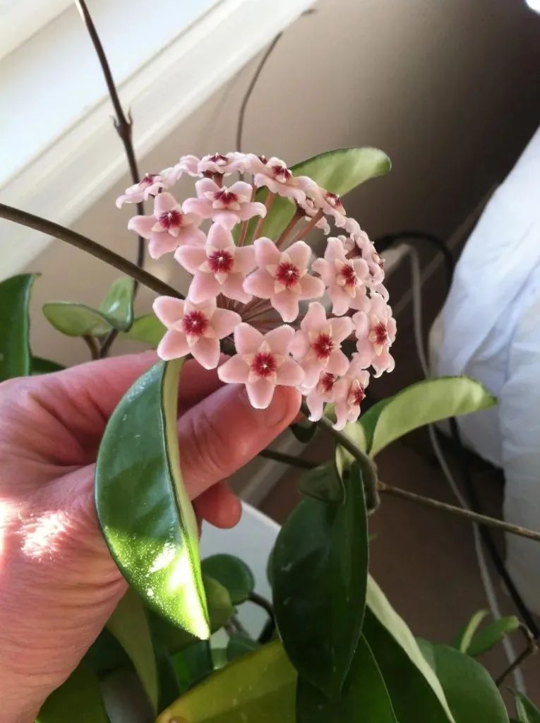 半阴花卉有哪些_阴养花卉_阴的花卉