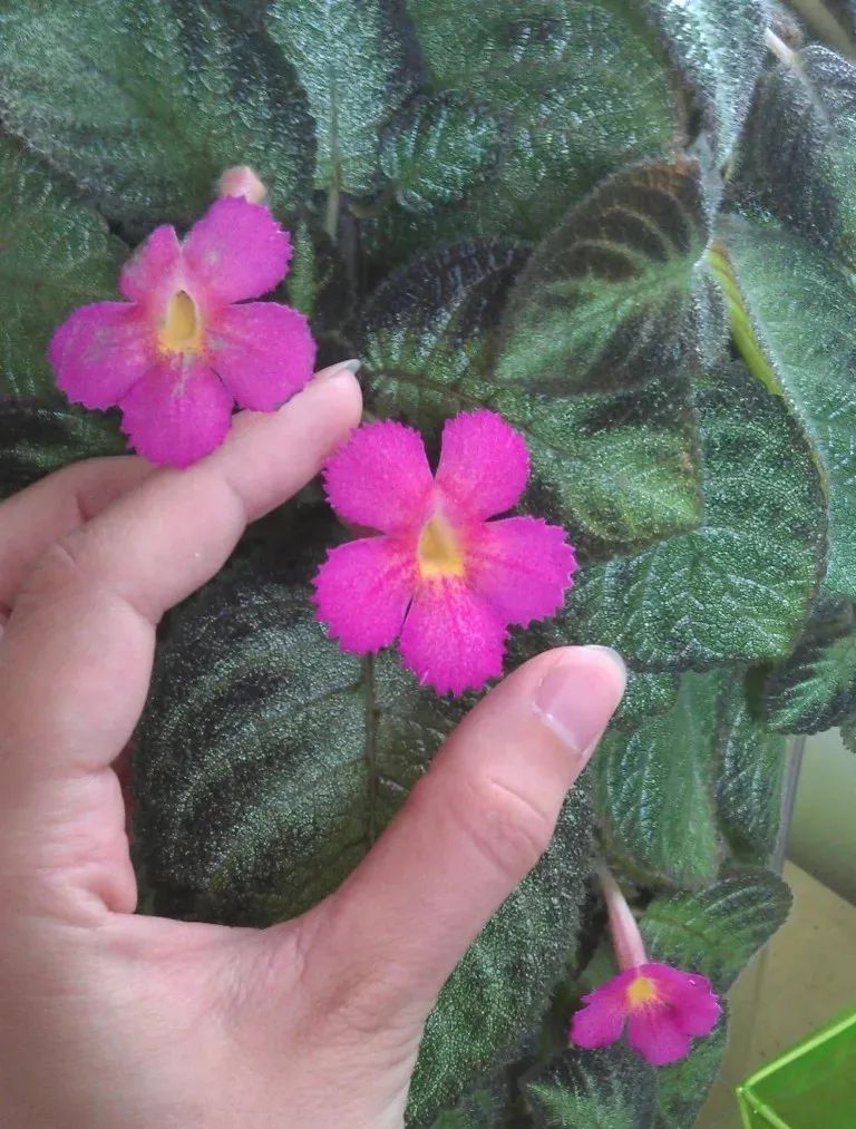 阴养花卉_阴的花卉_半阴花卉有哪些