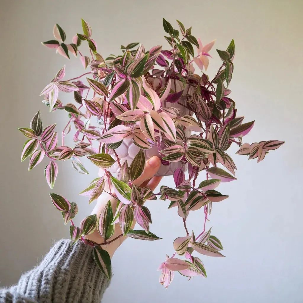 阴养花卉_半阴花卉有哪些_阴的花卉