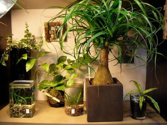 阳台养植物好不好_阳台养植物好吗_最好养的阳台植物
