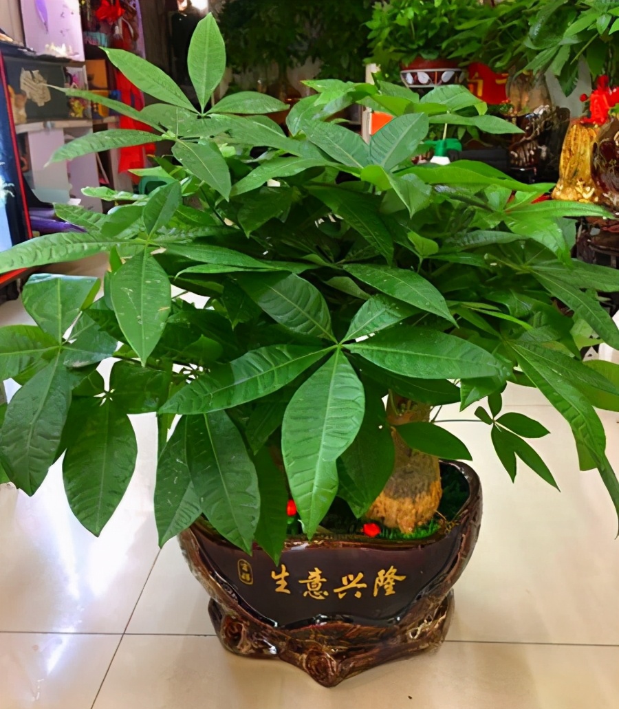 客厅好养的大盆植物_大盆植物客厅_盆栽客厅摆放