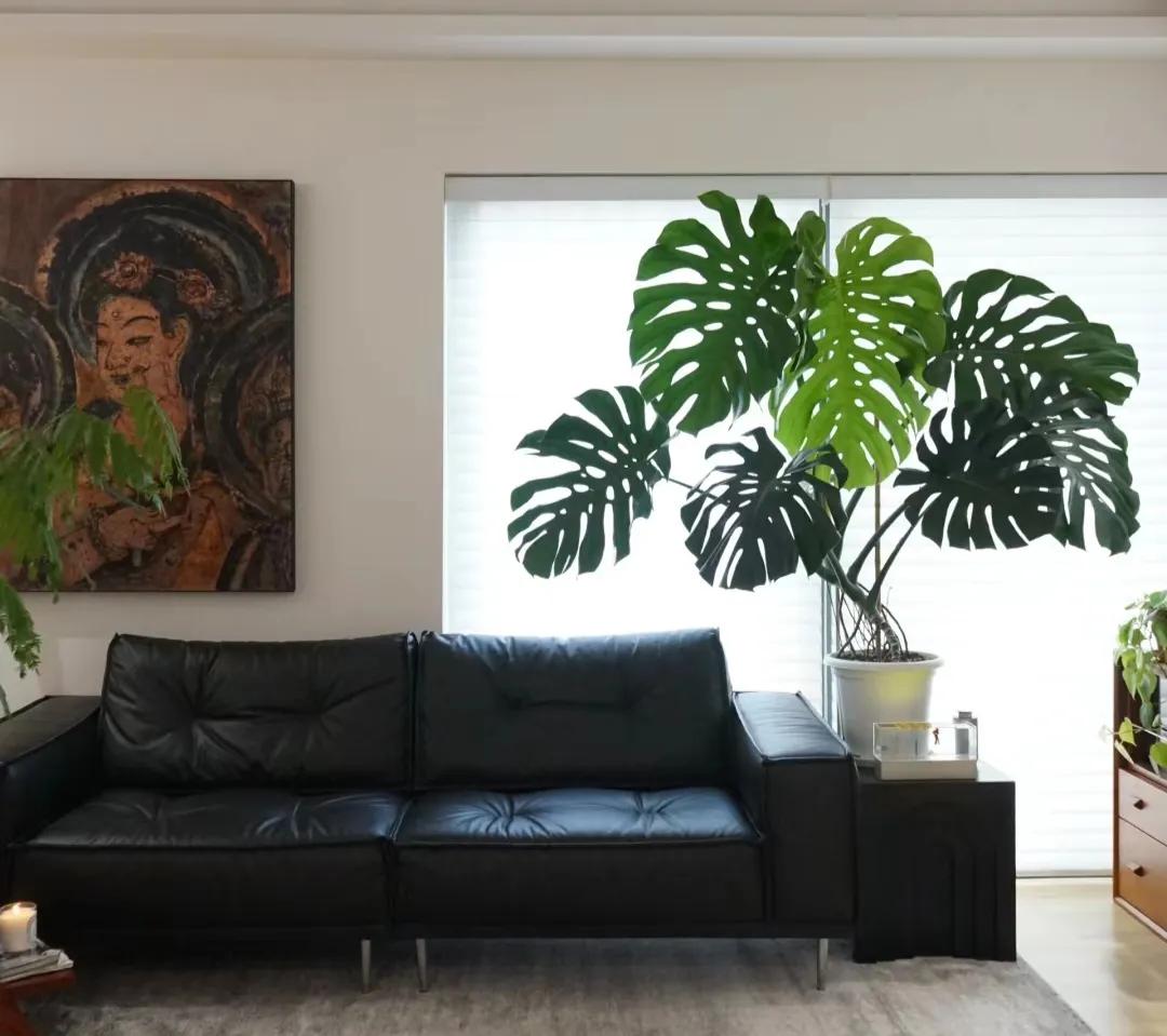 客厅装饰植物_客厅绿植如何摆放_客厅装饰绿植