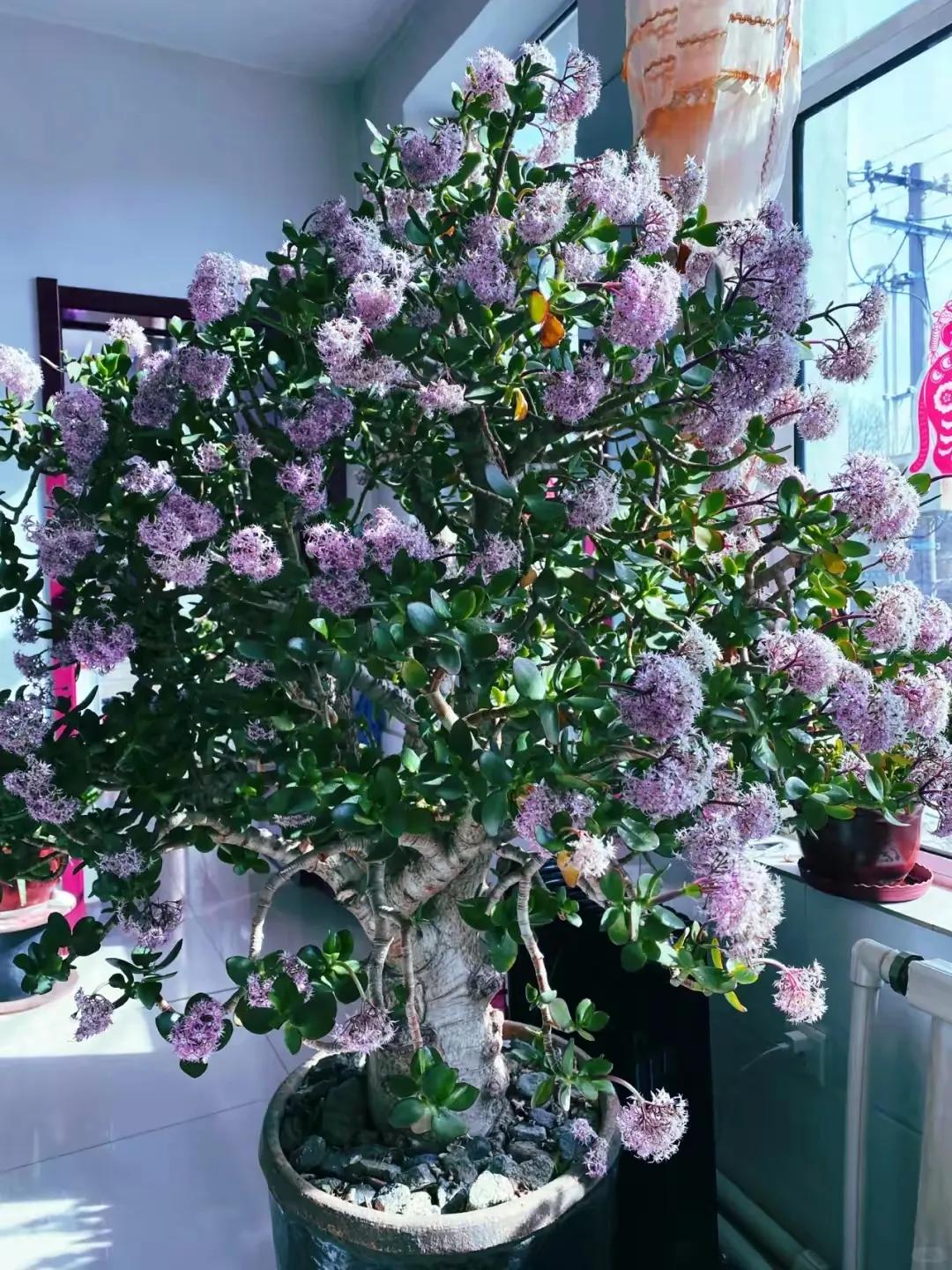 客厅装饰植物_客厅装饰绿植_客厅绿植如何摆放