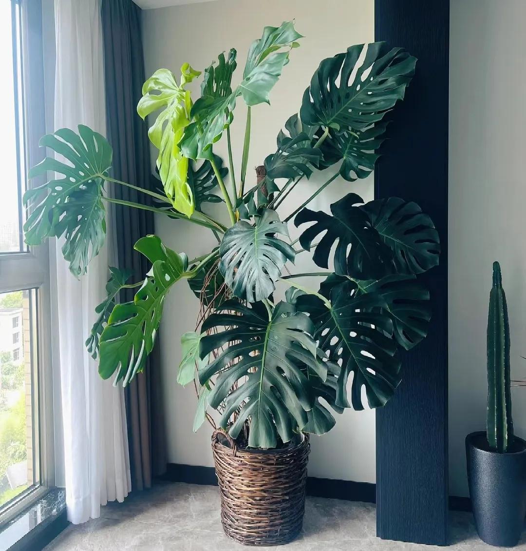 客厅绿植如何摆放_客厅装饰植物_客厅装饰绿植