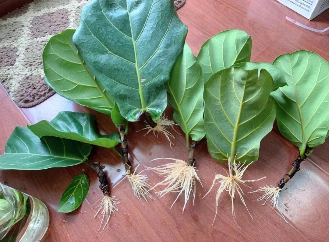 客厅装饰绿植_客厅装饰植物_客厅绿植如何摆放
