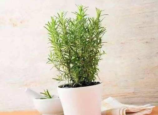 什么样的花草好看又好养？满足3个条件，没经验也能养好花