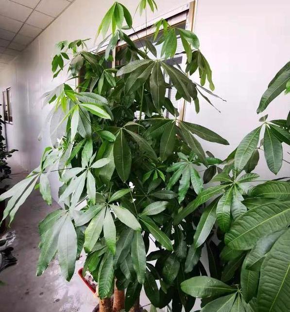 居家养什么花草植物好_居家养花有哪些好处_花草居家养植物好养活吗