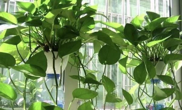 花草居家养植物好养活吗_居家养花有哪些好处_居家养什么花草植物好