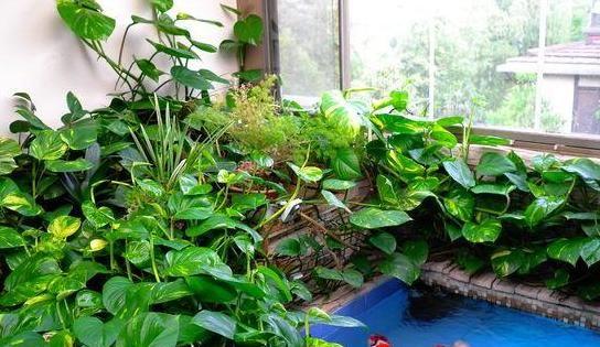 花草居家养植物好养活吗_居家养花有哪些好处_居家养什么花草植物好