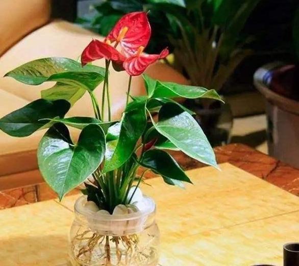 居家养什么花草植物好_居家养花有哪些好处_花草居家养植物好养活吗