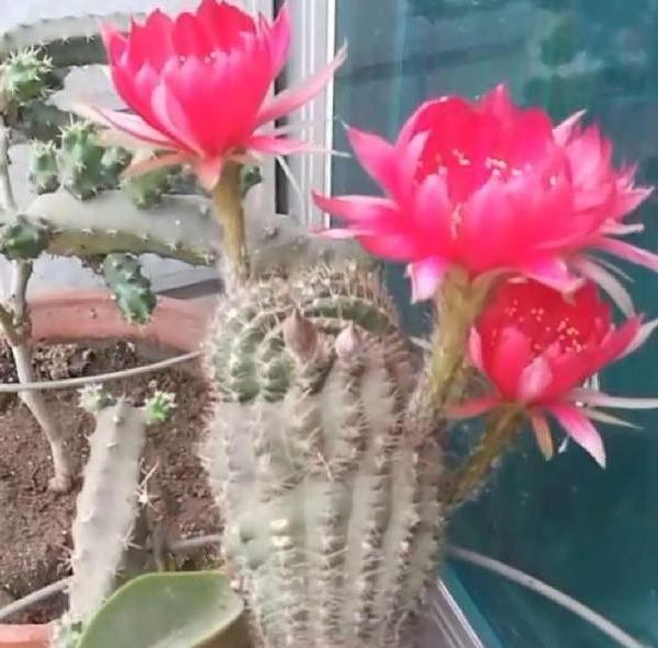 居家养什么花草植物好_居家养花有哪些好处_花草居家养植物好养活吗
