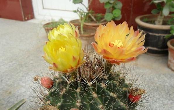 居家养什么花草植物好_居家养花有哪些好处_花草居家养植物好养活吗
